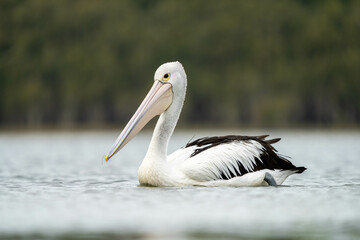 Fototapeta na wymiar pelican close up on a river in australia
