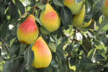 Harvest of ripe juicy pears