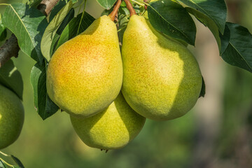 Three big ripe pears on the tree