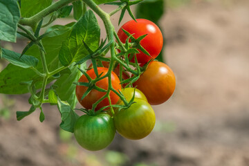 Young tomatoes growing in the garden.