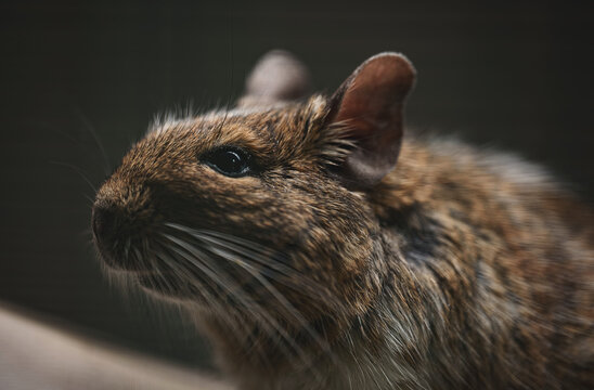 Close view of common Degu. Octodon degus.