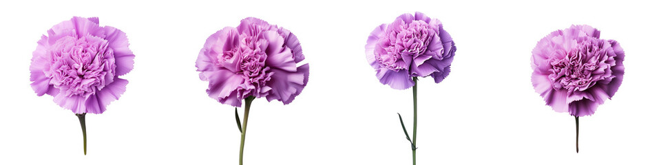 Gorgeous purple carnation flower against transparent background