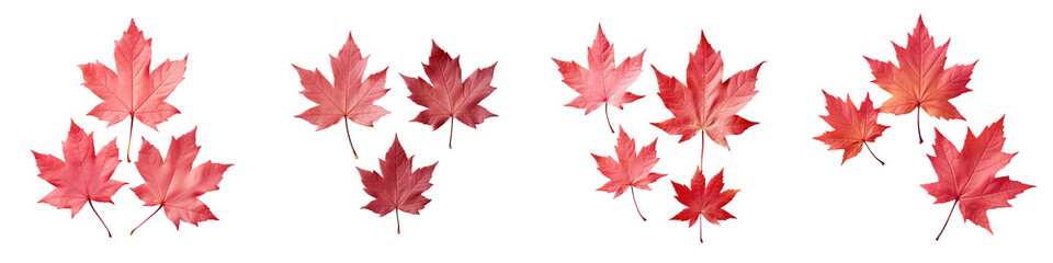 Three red maple leaves on a transparent background seen from above in close up