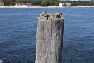 Fototapeta premium Two sparrows on a wooden wave