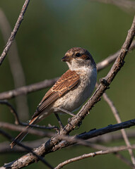 A female Red-backed Shrike sits on a dry branch of a shrub.