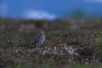 Great snipe (Gallinago media)