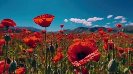 Flowering opium poppy (Papaver somniferum) on a field  - obrazy, fototapety, plakaty