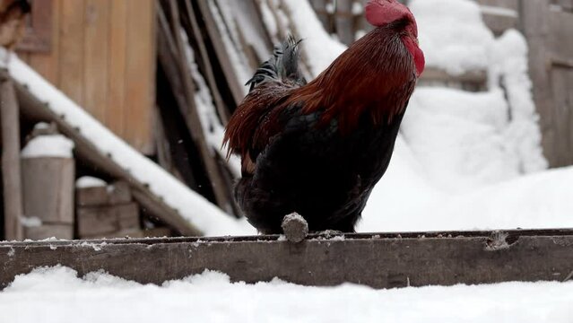 A rooster eats food in the yard in winter. Pets in the snow. Chicken farm
