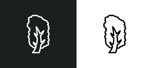 yellow birch tree icon isolated in white and black colors. yellow birch tree outline vector icon from nature collection for web, mobile apps and ui.