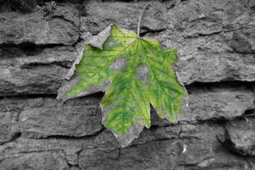 Green maple leaf on gray stones