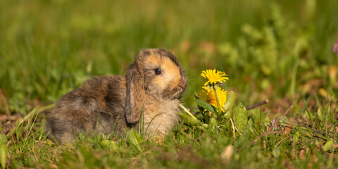 cute baby rabbit outside in garden