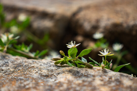 A Macro Close-up of a White Flower in Soil