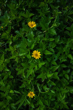 Radiant Sunshine Embracing Fragile Yellow Flower in Lush Foliage