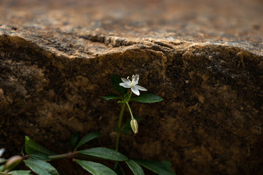 A Macro Close-up of a White Flower in Soil
