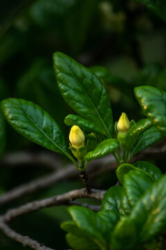 Freshness Blooms: Close-up of Green Flower Bud and Leaf in Full Growth