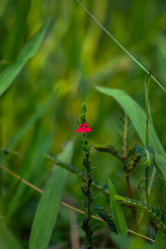 Vibrant Red Flower Amidst Green Foliage