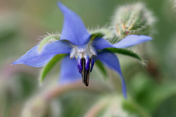 Blue herb borage flower in close up