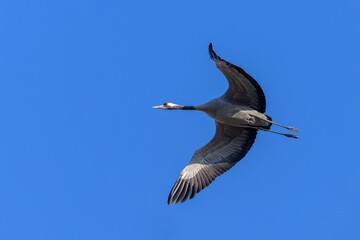 A Common Crane flying in front of blue sky