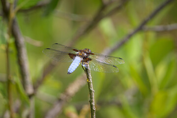 A broad-bodied chaser dragonfly resting on a twig