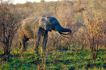 bull elephant in Kruger