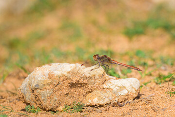 A common darter dragonfly resting in the sun