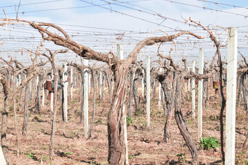 planting grape vines in a dry vineyard near the andes mountains