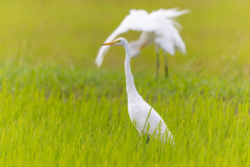 田んぼの真ん中でぼーっとしているチュウサギ達
