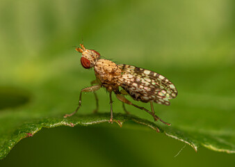 A small light brown fly with variegated wings sits on the edge of a green leaf.
