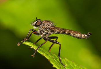 A white-brown fly with a long belly sits on the edge of a green leaf.