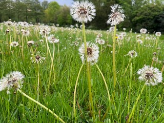 Fototapeta premium Beautiful fluffy dandelions growing in green grass outdoors, closeup