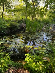 Plants growing near beautiful pond outdoors on summer day