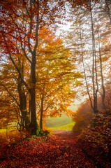 Fototapeta premium Road through a golden foggy forest. Autumn in the forest. Fall season