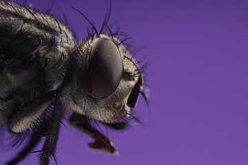 Macro view of black house fly on purple background, space for text