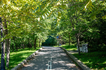 stone path in the park among tree s and bushes