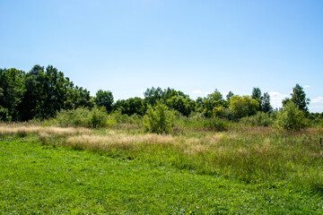 panorama from trees with a meadow covered with grass in the light
