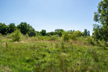 panorama from trees with a meadow covered with grass in the light