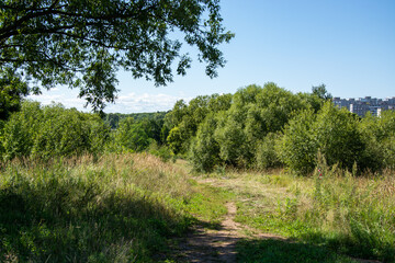 panorama from trees with a meadow covered with grass in the light