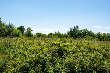 panorama from trees with a meadow covered with grass in the light