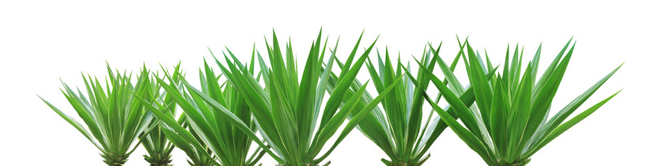 Group of Agave Desert Plants Isolated on White Background with C