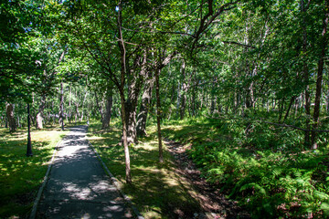 road to the park with a tree for recreation
