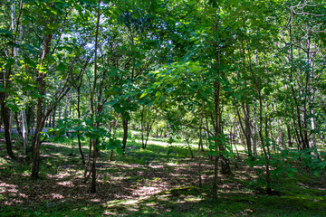 road to the park with a tree for recreation