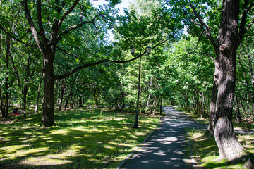 Fototapeta premium road to the park with a tree for recreation