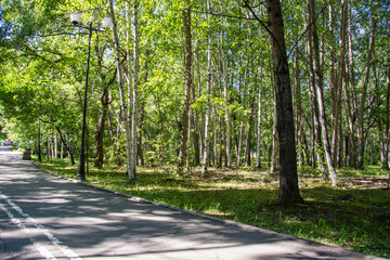 Fototapeta premium Scenic view of a winding stone path through a beautiful green park