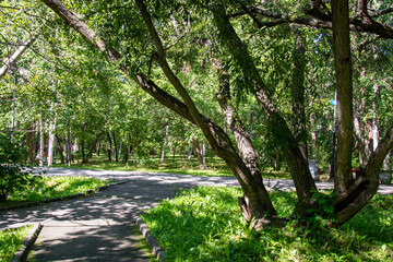 Scenic view of a winding stone path through a beautiful green park