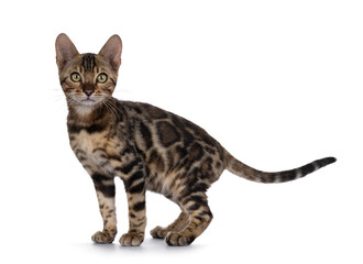 Obraz premium Clouded black tabby spotted Bengal cat kitten, standing side ways. Looking towards camera. Isolated on a white background.
