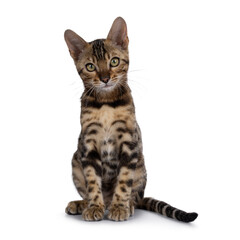 Clouded black tabby spotted Bengal cat kitten, sitting up facing front. Looking towards camera. Isolated on a white background.