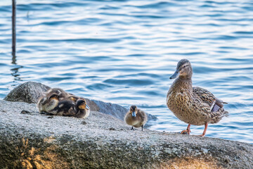 Adult duck with many ducklings sits on green shore of pond