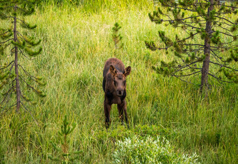 Baby Moose Pauses To Look Directly At Camera