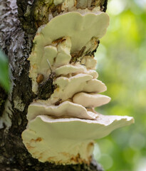 White mushrooms Polypores on the bark of a tree