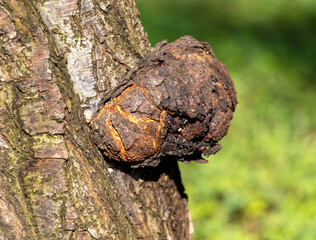 Growth on the bark of a tree. Cancer